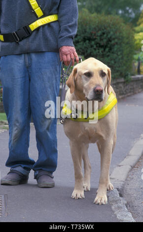 guide dog walking on pavement