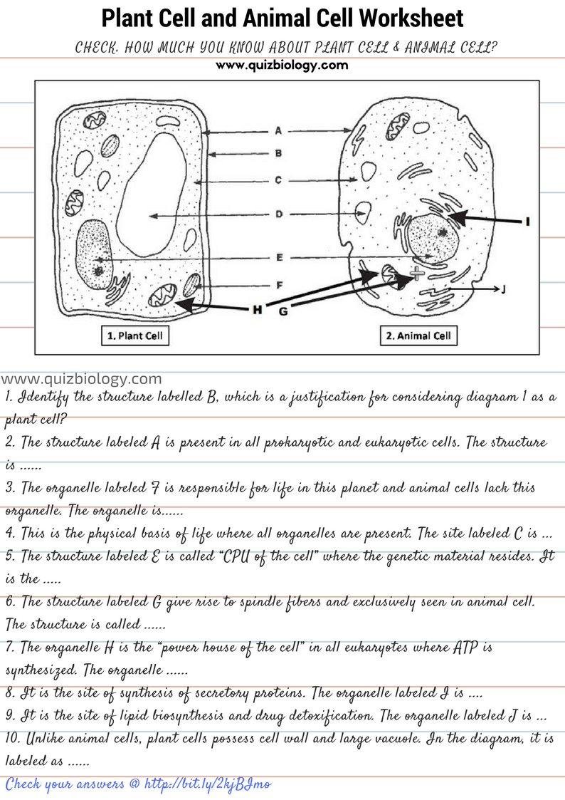 list of animal cell organelles and their functions pdf