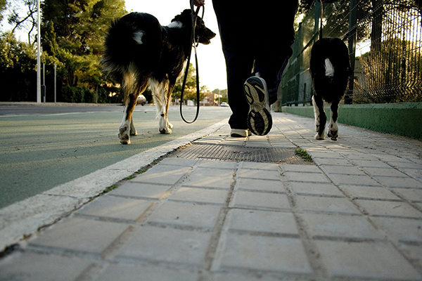 guide dog walking on pavement