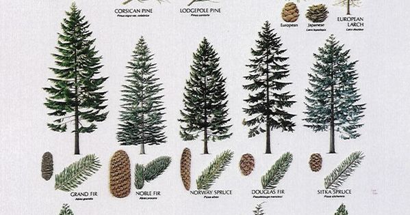 fir tree identification guide